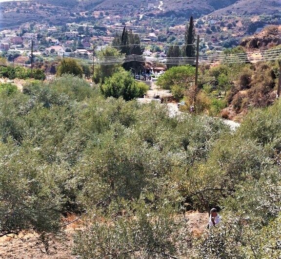 Large Olive Plantation, suitable and for building development, Akrounta, Limassol. 