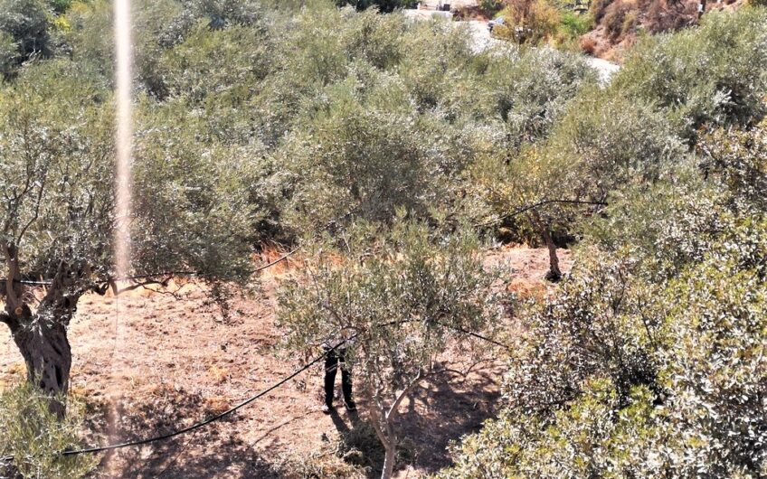 Large Olive Plantation, suitable and for building development, Akrounta, Limassol. 