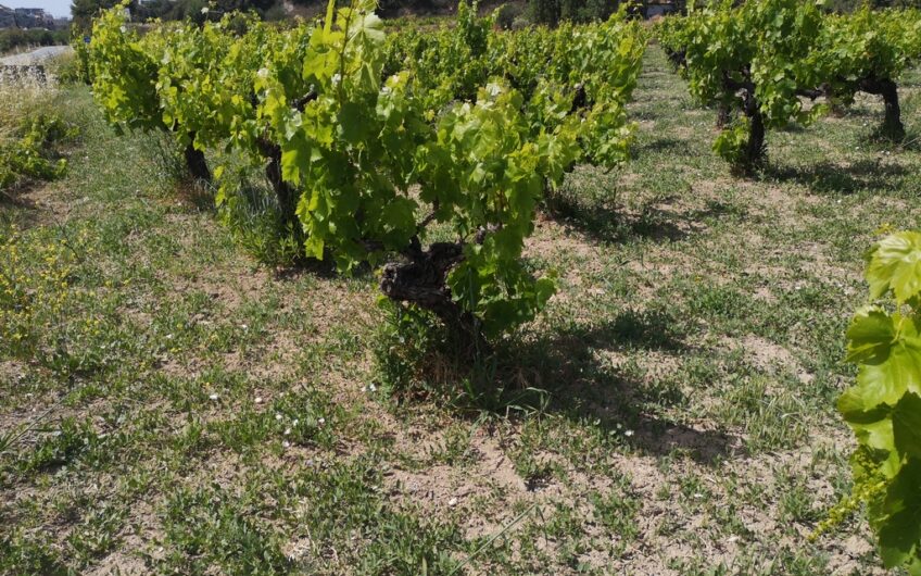 Vineyard piece of land for development, Pissouri